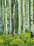 Aspen and Goldenrod  Uinta-Wasatch-Cache National Forest  Utah  USA