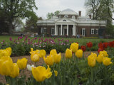 Tulips in Garden of Monticello  Virginia  USA
