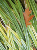 Black Oak leaf and reeds with frost  Spokane County  Washington  USA