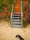 Cat Sleeping By Entrance  Placencia  Stann Creek District  Belize