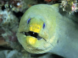 Green Moray  Caribbean
