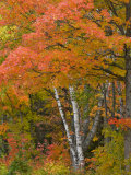 Colorful Maple Trees   Keweenaw Penninsula  Michigan  USA