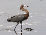 Reddish Egret  Merritt Island National Wildlife Refuge  Florida  USA