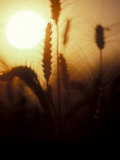 Silhouettes of Wheat Plants at Sunset
