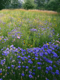 Cornflower Wildflower meadow  Norfolk Botanical Garden  Virginia  USA
