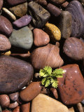 Yarrow and stones  Clark Fork River  Montana  USA