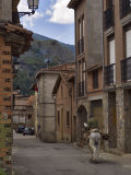 Old man rides a donkey loaded with wood  Anguiano  La Rioja  Spain