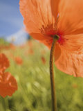 Fire Poppies Growing in Palouse Region  Colfax  Washington  USA