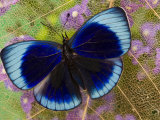 Eunica Eurota Butterfly on Flowers