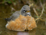 American Robin Bathing  Yellowstone National Park  Wyoming  USA
