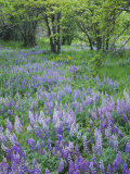 Lupine Meadow and Oregon white oaks  Columbia River Gorge National Scenic Area  Oregon  USA