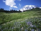 Paradise Meadows  Mt Rainier National Park  Washington  USA