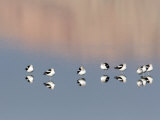 American Avocet  Salton Sea Area  Imperial County  California  USA