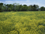 Black Mustard  Cass County  Missouri  USA