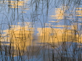 Reeds Silhouetted  Spencer Lake  Whitefish  Montana  USA