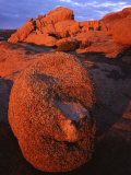 Joshua Tree  Joshua Tree National Park  California  USA