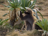 Gelada Baboons With Giant Lobelia  Simen National Park  Northern Ethiopia