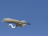Great Egret  Alligator Farm Rookery  St Augustine  Florida