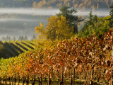 Fog Pools in a Finger of the Willamette Valley  Oregon  USA