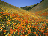 Goldfields and California Poppies  Tehachapi Mountains  California  USA