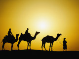 Camels and camel driver silhouetted at sunset  Thar Desert  Jodhpur  India