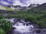 Wildflowers  Ouray  San Juan Mountains  Rocky Mountains  Colorado  USA