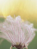 Prairie Smoke Blossom Plant  Park Rapids  Minnesota  USA