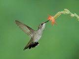 Hummingbird Feeding on Scarlet Gilia  Paradise  Chiricahua Mountains  Arizona  USA