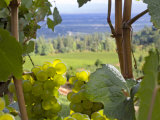 Chardonnay Grapes in the Knudsen Vineyard  Willamette Valley  Oregon  USA