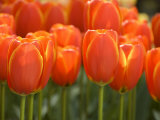 Keukenhof Gardens  Lisse  Netherlands