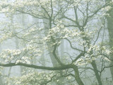 Flowering Dogwood in foggy forest  Shenandoah National Park  Virginia  USA
