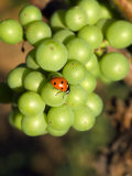 Lady Bug on Green Grapes  Beran Winery Vineyard  Willamette Valley  Oregon  USA