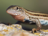 Texas Spotted Whiptail  Uvalde County  Hill Country  Texas  USA