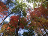Fall Foliage near Fall Creek Falls State Park  Tennessee  USA