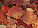Spokane County Hawthorn leaves and berries  Washington  USA