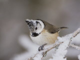 Crested Tit  Lenzerheide  Switzerland