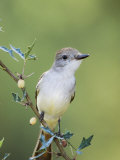 Ash-Throated Flycatcher  Uvalde County  Hill Country  Texas  USA