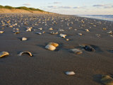 Dunes and Seashells on Padre Island  Texas  USA