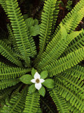 Fern and Bunchberry  Gifford Pinchot National Forest  Washington  USA