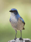 Western Scrub-Jay  Uvalde County  Hill Country  Texas  USA