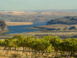 Columbia River Surounded Agriculture  Central Washington  USA