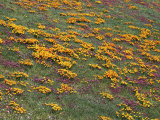 Owl's Clover and California Poppies  Antelope Valley  California  USA