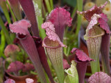 Colorful Pitcher Plants  Bloemenmarket  Amsterdam  Netherlands