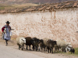 Local Woman Herding Sheep  Maras  Sacred Valley of the Incas  Peru
