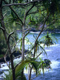 Hilo  Big Island  Hawaii