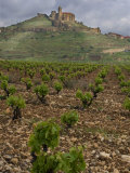 Vineyard in stony soil with San Vicente de la Sonsierra Village  La Rioja  Spain