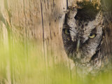 Eastern Screech-Owl  Willacy County  Rio Grande Valley  Texas  USA