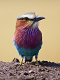 Lilac-Breasted Roller  Maasai Mara  Kenya