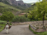 Old man rides a donkey loaded with wood  Anguiano  La Rioja  Spain