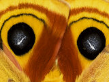 Close-Up of Saturnia Moth Wings  Pennsylvania  USA